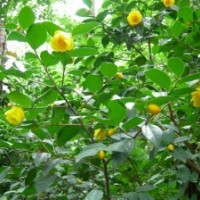 供應(yīng)1-10公分金花茶價格20元，廣西貨源