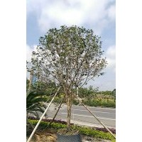 四季桂花