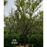 橄欖綠苗木：櫻花,黃楊球