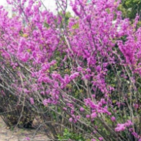 紫荊樹(shù)
