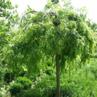 龍爪槐常年批發(fā)供應(yīng)龍爪槐價(jià)格優(yōu)惠，規(guī)格有5-12公分