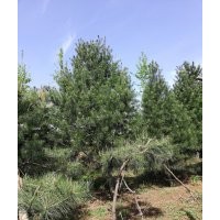 6米白皮松4O株