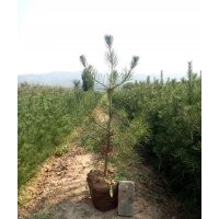 哪里有白皮松？出售地徑5供奉白皮松樹苗，8公分白皮松多少錢？
