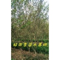 叢生紫薇