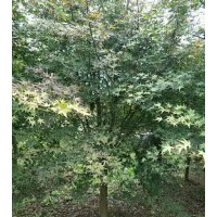 紅楓海棠紅葉李桂花紅梅櫻花雞爪槭6--25出售