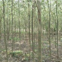 速生柳_速生柳價(jià)格_速生柳圖片