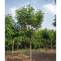 香花槐_香花槐價(jià)格_香花槐圖片