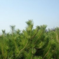 山西油松，2米油松，2米5油松