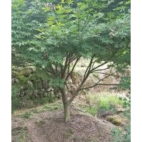 供應(yīng)精品雞爪槭紅楓海棠桂花紅梅櫻花紅葉李紅葉石楠