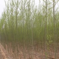急售桿子柳3-5cm，高3-5m,40萬(wàn)株