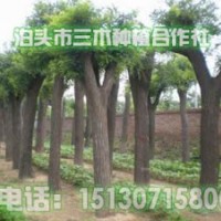 國(guó)槐樹苗