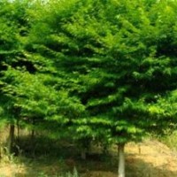 供雞爪槭紅楓紅梅日本櫻花八月桂垂絲海棠西府海棠無患子
