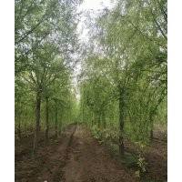 出售原生垂柳4-15公分