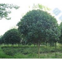 瀏陽征收低價處理桂花、桂花低價打包帶走