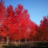 銀紅槭