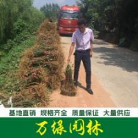 構(gòu)樹(shù)苗