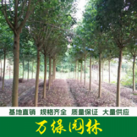 大葉女貞