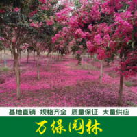 紅花紫薇
