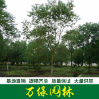 烏桕