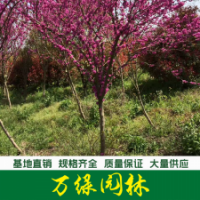 獨桿紫荊