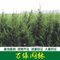 大龍柏