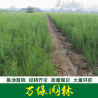 扁柏