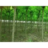供應8-10公分金葉復葉槭