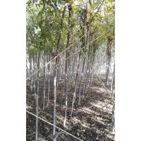 供應(yīng)3㎝一22cm白蠟，3㎝一10㎝國(guó)槐，西府海棠，欒樹