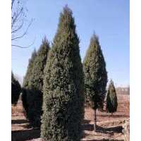 主營(yíng)：柏樹，望都塔檜，迎春，紅瑞木，大葉黃楊，連翹，丁香，金
