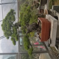 造型油松，景觀松盆景