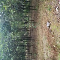 長(zhǎng)期供應(yīng)裸根土球垃圾桂花樹(shù)5到15公分