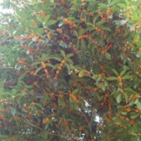 湖南丹桂，芙蓉花，紫薇，迎春，茶花，月季，造型羅漢松
