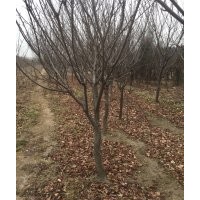 次品垃圾櫻花