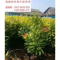 福建紅車供應基地 地被紅車 球類 紅車哪里有