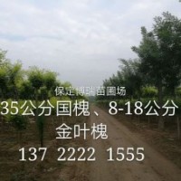 8公分國(guó)槐價(jià)格，10公分五角楓報(bào)價(jià)，6公分黃金槐多少錢