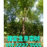 欒樹價格，杜仲報價，五角楓基地，河北元寶楓