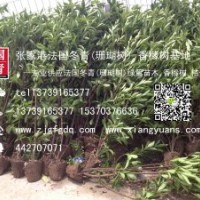 長期現(xiàn)貨供應(yīng)高度1米、1.5米、2米、2.5米法國冬青(珊瑚樹)