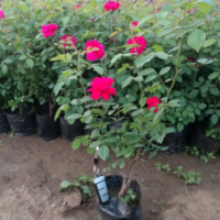 密刺薔薇