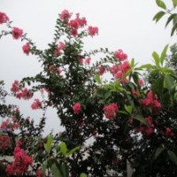 產(chǎn)地直銷5公分的紫薇花，低價(jià)出售