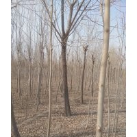 大量供應(yīng)，白蠟，柳樹，