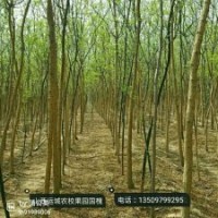 國(guó)槐