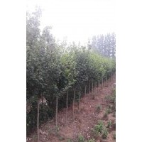 出售木槿3-4公分，量大，手機(jī)號(hào)15966192988