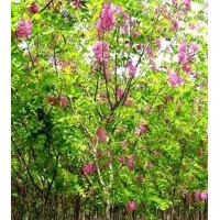 供應香花槐，各種規(guī)格香花槐，花型好，樹形好