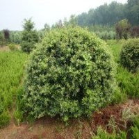 30公分火棘苗的批發(fā)價(jià)格