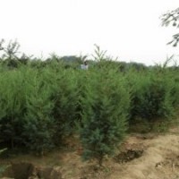 產(chǎn)地大量120公分刺柏_裝車價格4元
