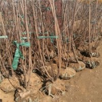 廠家直銷3公分的臘梅樹，量大優(yōu)惠