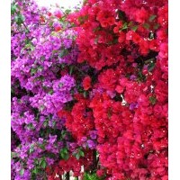 大量供應(yīng)各種規(guī)格三角梅，葉子花，大紅花，紫花