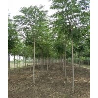 8公分臭椿價格（基地）