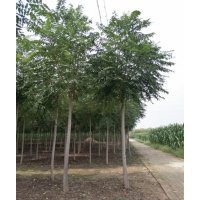 10公分臭椿價格（報價）