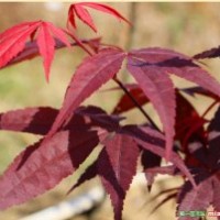 供應日本紅楓三季紅 三季紅紅楓樹苗 三季紅價格